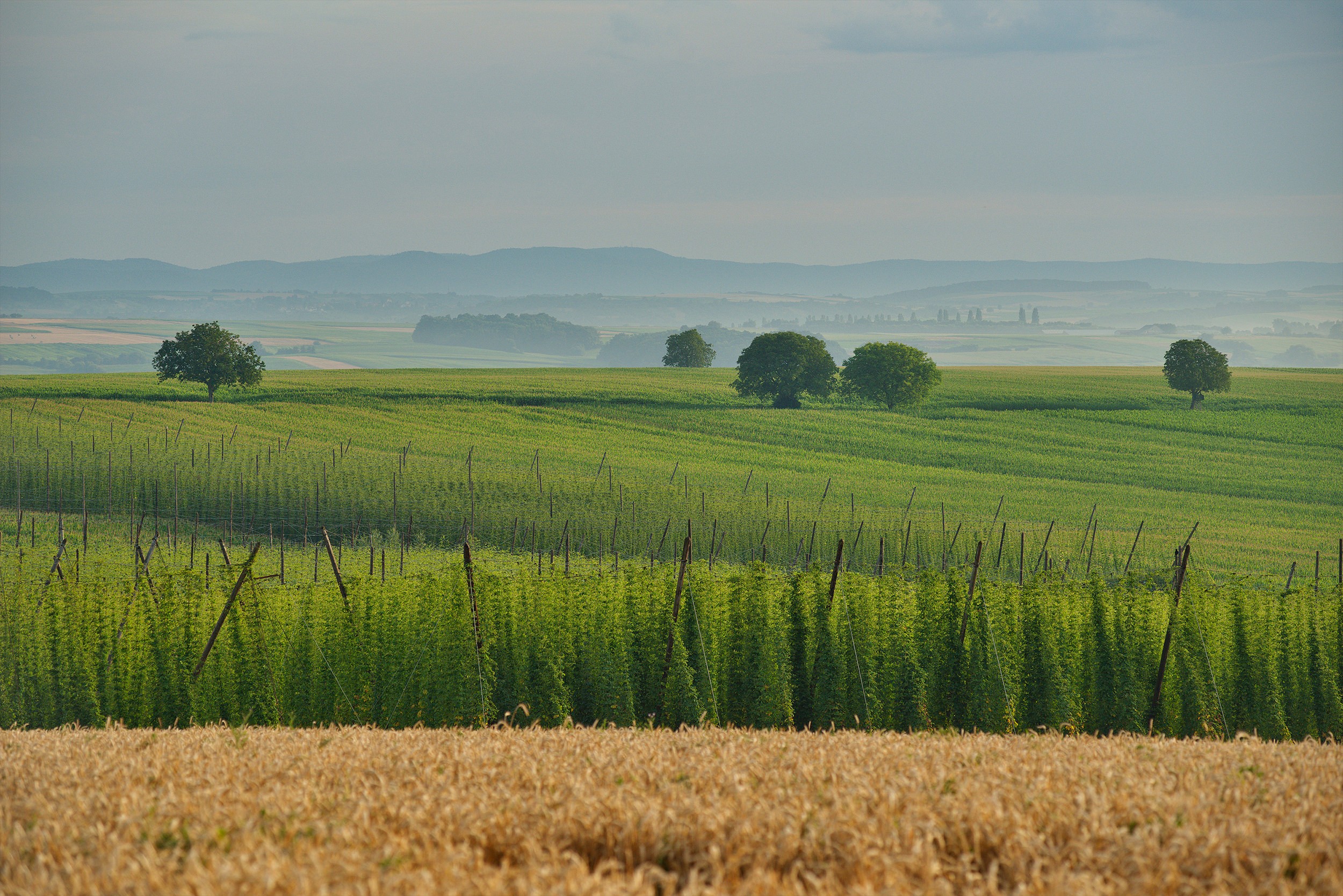 Alsace, a terroir and a climate, for a most refined hops.